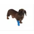 wodoodporny opatrunek bandaż dla psa i kota