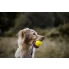 kanciasta piłka do zabawy z psem neonowa