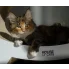kot wylegujący się na drapaku elipso marki House of Cat