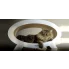 duży kot leżący na designerskim drapaku z funkcją legowiska elipso