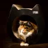 kot wypoczywający w otworze tekturowego drapaka CAT z czarnym przodem