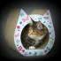 kotek wyglądający z drapaka z kartonu w kształcie głowy kota