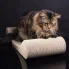 kot ostrzy pazurki na tekturowym drapaku Sofa eco
