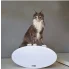 kot siedzący na owalnym drapaku z tektury z funkcją bujania Roll