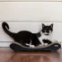 czarno-biały kotek na tekturowym drapaku Comfy z czarnym przodem