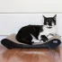 na czarnym drapaku z tektury kot może wpoczywać i ostrzyć pazurki