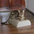 kot na jasnym drapaku kartonowym Flat