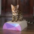 kotek siedzący na kartonowym drapaku Flat z obrazkiem