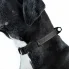 pies w czarnej obroży evolutor