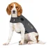 beagle w kamizelce thundershirt