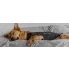 ThunderShirt nova sleeping dog desktop 1
