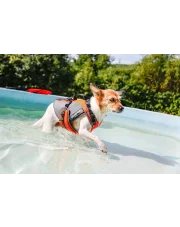 Czy każdy pies potrafi pływać?