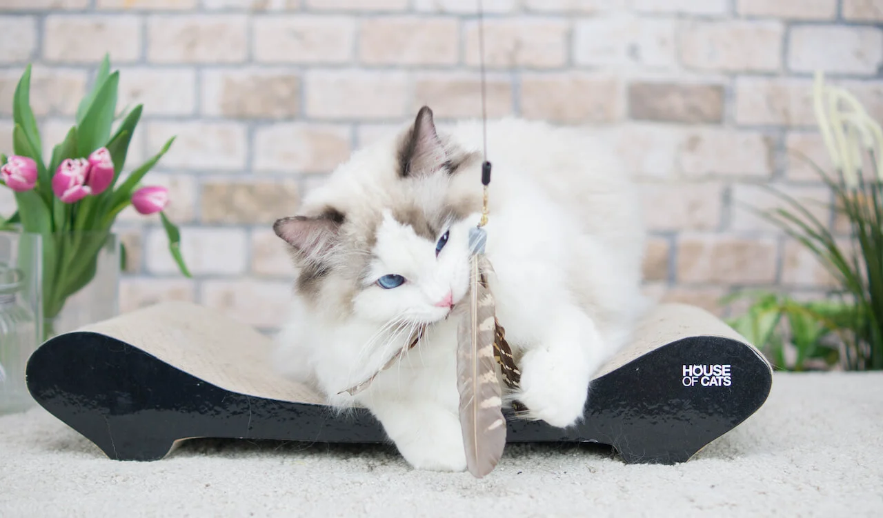 piękny kot bawiący się na tekturowym drapaku Comfy