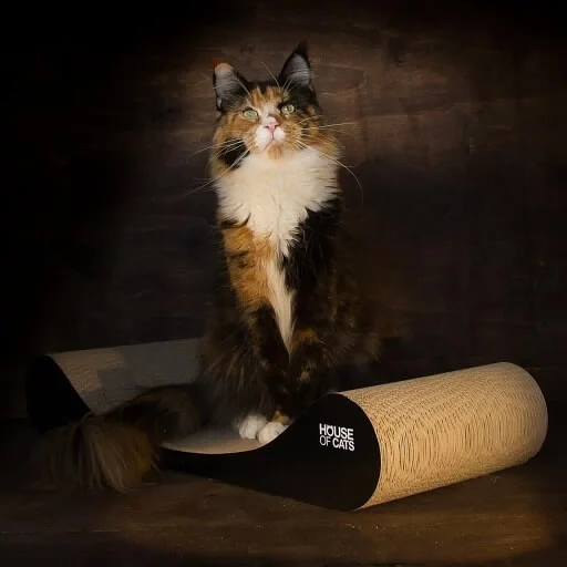 kot siedzący na drapaku z tektury w formie sofy z czarnymi detalami