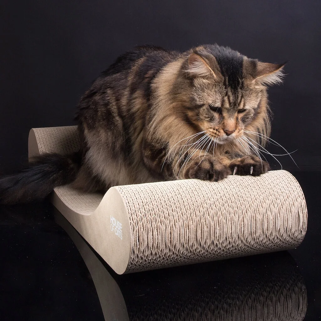 kot ostrzący pazurki na tekturowym drapaku Sofa w kolorze eco
