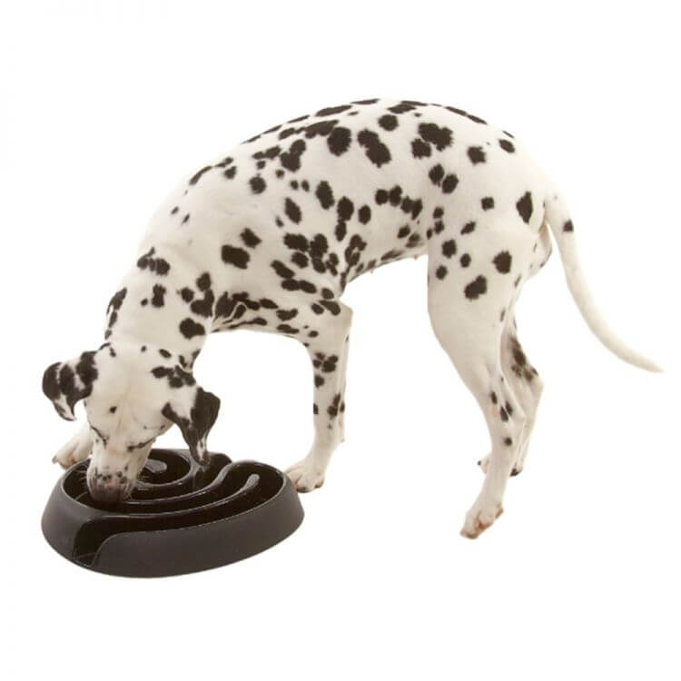 pies dalmatyńczyk i inteligentna miska dla psa dog maze 