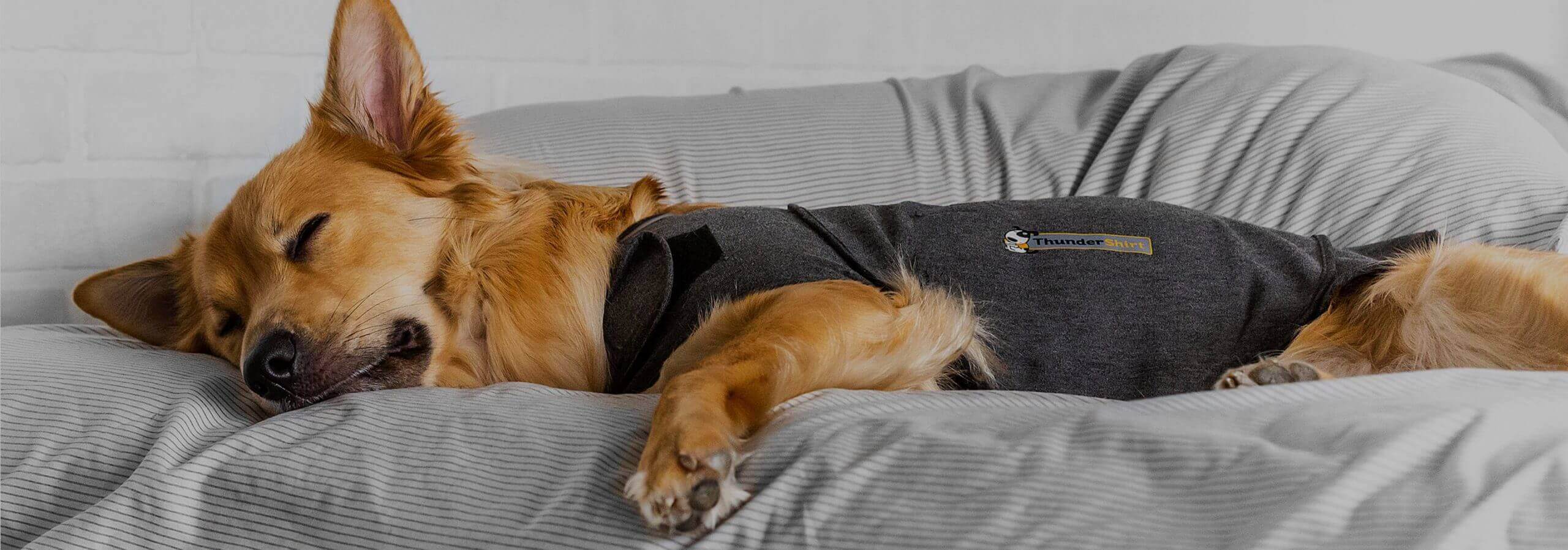 pies spokojnie śpiący w kamizelce relaksującej ThunderShirt
